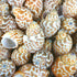 Babylonia spirata shell 1 kg